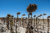 Dry plantation of sunflowers due to drought, Utrera, Andalucia, Spain