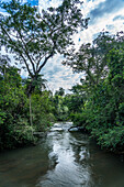 Tropical rainforest along the Iguazu River in Iguazu National Park in Argentina. A UNESCO World Heritage SIte.