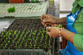 Farm worker in nursery in Cerro Punta, Panama