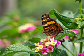 A Bella Mapwing butterfly, Hypanartia bella, feeding on the flowers of a Spanish Flag in El Naranjo, Argentina.