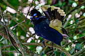 A Plush-crested Jay, Cyanocorax chrysops, preens in a tree in Calilegua National Park in Argentina.