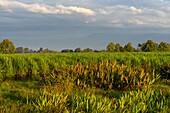 Golden first light at dawn over the sugarcane fields near Santa Rosa, Tucuman, Argentina.