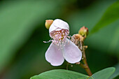 Flower of the achiote or urucu, BIxa orellana, an evergreen shrub. Tartagal, Argentina. Used to make the spice achiote or annato.