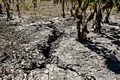 Dry land, in dry plantation of sunflowers due to drought, Utrera, Andalucia, Spain