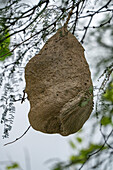 Das Nest einer Kolonie von Langflügeligen Honigwespen, Gattung Polybia, in einem Baum in Posta de Yatasto, Argentinien