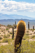 Argentine saguaro or cordon grande cacti in Los Cardones National Park in Salta Province, Argentina. Low jarilla shrubs cover the ground.