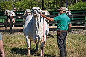 Hermanos Motta PZA Farm. Livestock show cattle in Panama