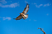 A juvenile Variable Hawk, Geranoaetus polyosoma, taking off from a tree branch near Cafayate, Argentina.