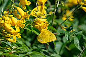 Orange-barred Sulphur butterfly feeding on a Yellow Trumpet Flower by Campo Alegre Reservoir in Salta Province, Argentina.