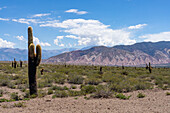 Argentine saguaro or cordon grande cacti and Cerro Tin Tin in Los Cardones National Park in Salta Province, Argentina. Low jarilla shrubs cover the ground.