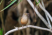 Rufous-bellied Thrush, Turdus rufiventris, with a beak full of earthworms in Tatragal, Argentina.