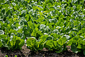 Veggie Farm Cerro Punta, Panama