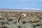 Ein Guanako, Lama guanicoe, grast auf dem Altiplano im Nordwesten Argentiniens. Dahinter liegen die Salinen von Salinas Grandes