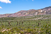 Argentine saguaro or cordon grande cacti and Cerro Tin Tin in Los Cardones National Park in Salta Province, Argentina. Low jarilla shrubs cover the ground.