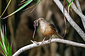 Rufous-bellied Thrush, Turdus rufiventris, with a beak full of earthworms in Tatragal, Argentina.