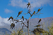 Ein kleiner Schwarm Graupapageien, Cyanoliseus patagonus, sitzt auf einem Baum in der Nähe von Cafayate, Argentinien