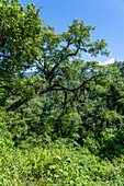 An epiphyte-covered tree in the yungas subtropical forest in Calilegua National Park in Argentina. UNESCO Yungas Biosphere Reserve.