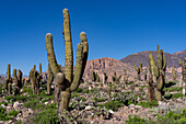 Cardón & prickly pear cacti in the unexcavated ruins in the Pucara of Tilcara, a pre-Hispanic archeological site near Tilcara, Argentina. The green shrub is Chilean Boxthorn.