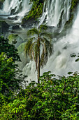 A palm tree in front of the lower Bossetti Falls in Iguazu National Park in Argentina. A UNESCO World Heritage Site in South America.