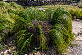 Cortaderia hiernonymii, a pampas grass, in the Jardin Botánico de Altura near Tilcara, Argentina.