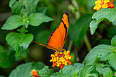 A Julia Heliconian butterfly, Dryas iulia, feeds on the flowers of a Spanish Flag bush in Posta de Yatasto, Argentina.