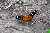 Lysimnia Tigerwing butterfly, Mechanitis lysimnia, on the ground in Tartagal, Argentina.