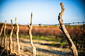 Serene winter agricultural scene showcasing a vineyard in Seville, Spain. The atmosphere is calm and picturesque, depicting the quiet beauty of the countryside.