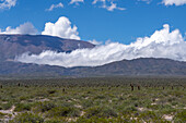 Argentine saguaro or cordon grande cacti & the Sierra de los Cajoncillos in Los Cardones National Park in Salta Province, Argentina. Low jarilla shrubs cover the ground.