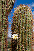 A Cardon Grande Cactus, Leucostele terscheckii, in flower on the grounds of the Quilmes Ruins in Tucuman Province, Argentina.