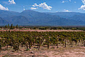 Die Weinberge des Weinguts Bodega El Esteco in Cafayate, Argentinien, mit den Anden im Hintergrund