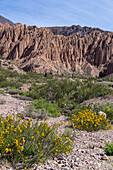 Retama, Senna crassiramea, in flower in the Humahuaca Valley or Quebrada de Humahuaca in Argentina.