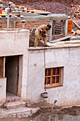 A construction worker lifts buckets of sand and gravel on to a roof by hand with a rope in Purmamarca, Argentina.