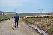 Shepherd with his flock of sheeps walking near Laguna Rodrigo, Segovia.