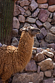 Ein Lama, Llama glama, bei Arte Guanuco in der Quebrada de Humahuaca oder Humahuaca Valley in Argentinien