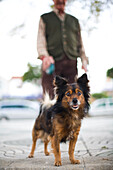 A lively small dog poses in a park as its owner strolls in the background on a bright day.