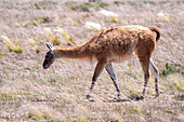 Ein Guanako, Lama guanico, grast auf einem Hochplateau im Nationalpark Los Cardones in Argentinien