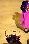 Seville, Spain, Aug 15 2008, A struggling bull with a sword stands in the Real Maestranza arena during a traditional and intense bullfighting event.