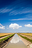 An irrigation canal runs through the rice fields of Isla Mayor, surrounded by a bright blue sky with fluffy clouds above.