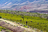 Cardón cactus growing amongst the grape vines in a winery vineyard in the Humahuaca Valley in Argentina.