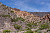 Cardón cactus, Leucostele atacamensis, in the eroded Humahuaca Valley or Quebrada de Humahuaca in Argentina.