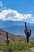 Cardon Grande Cactus, Leucostele terscheckii, and the snow-capped Nevado de Cachi in the Calchaqui Valley in Argentina. The green shrubs are jarilla, Larrea divaricata.