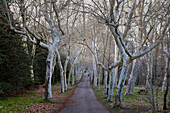 Promenade. La Herrería forest in San Lorenzo de El Escorial, Community of Madrid.