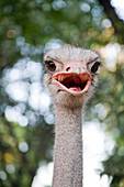 An ostrich displays an inquisitive expression under the bright Seville sunlight, surrounded by greenery and vibrant nature.