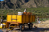 Pickers harvesting grapes in a vineyard in Cafayate, Argentina.