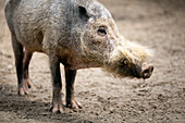 A bearded pig is seen foraging on the ground at Berlin Zoo, showcasing its unique appearance and natural behaviors.