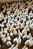 Many chickens gather closely in a poultry farm setting in Villamanrique de la Condesa, Sevilla, emphasizing the farming environment.