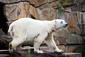 A polar bear walks elegantly through its habitat at the Berlin Zoo in Germany, highlighting its majestic presence and natural behavior.