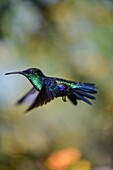 Kolibri in der Sierra Nevada de Santa Marta, Kolumbien