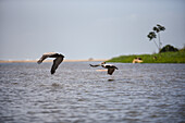 Brown pelicans in Don Diego River, Santa Marta, Colombia