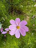 Ein blühender Gartenkosmos, Cosmos bipinnatus, in einem Hotelgarten in Purmamarca, Argentinien